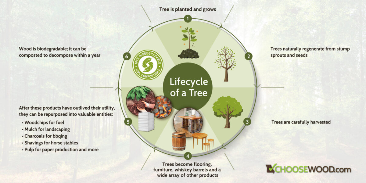 1. Tree is planted and grows. 2. Trees naturally regenerate from stump sprouts and seeds. 3. Trees are carefully harvested. 4. Trees become flooring, furniture, whiskey barrels and a wide array of other products. 5. After these products have outlived their utility, they can be repurposed into valuable entities: - Woodchips for fuel - mulch for landscaping - charcoals for BBQing - shavings for horse stables - pulp for paper production and more 6. Wood is biodegradable; it can be composted to decompose with a year.